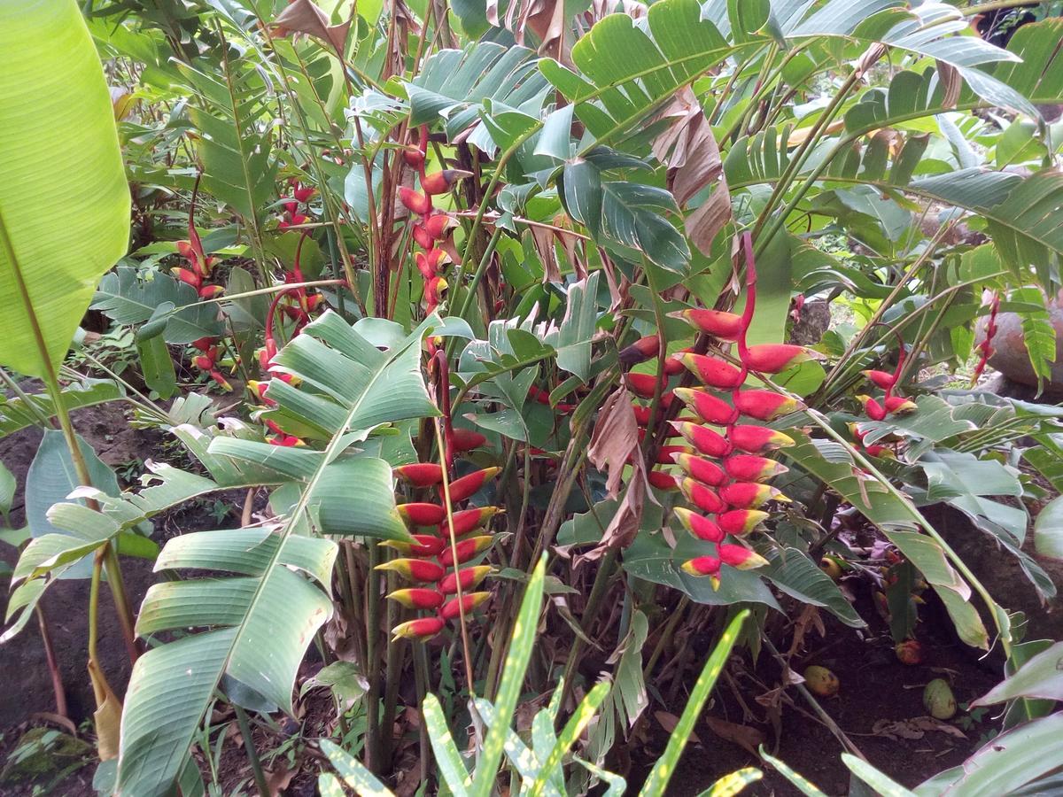 Eco-Lodge El Porvenir. Santa Cruz ภายนอก รูปภาพ
